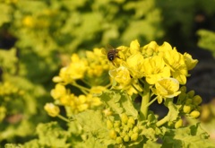 菜の花と蜂さん