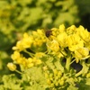 菜の花と蜂さん