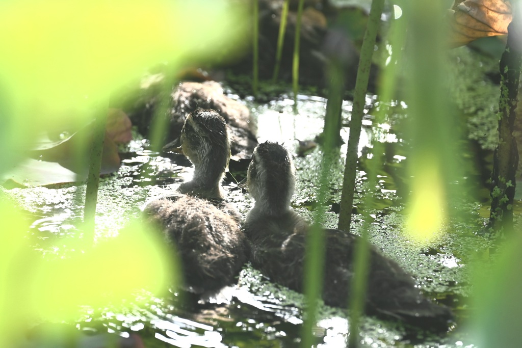 カルガモ雛