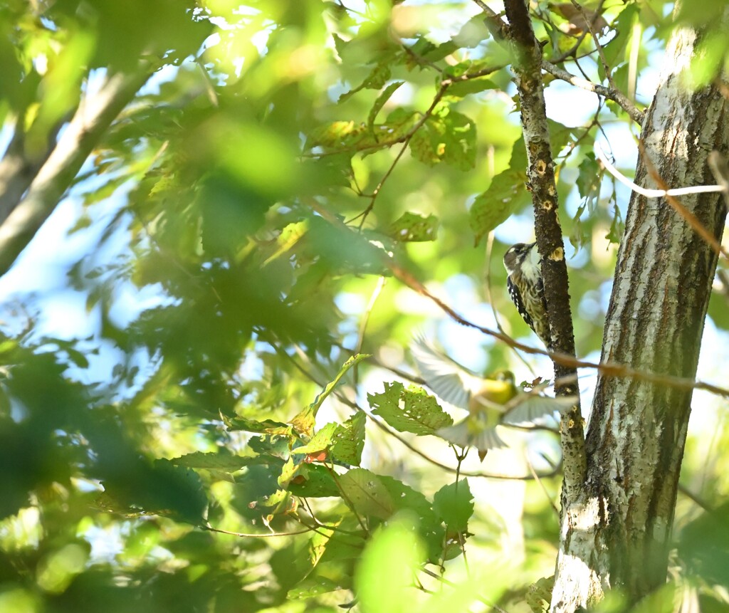 コゲラとメジロ