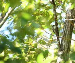 コゲラとメジロ