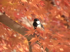 四十雀と紅葉