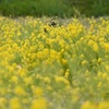 カワラヒワ 飛ぶ