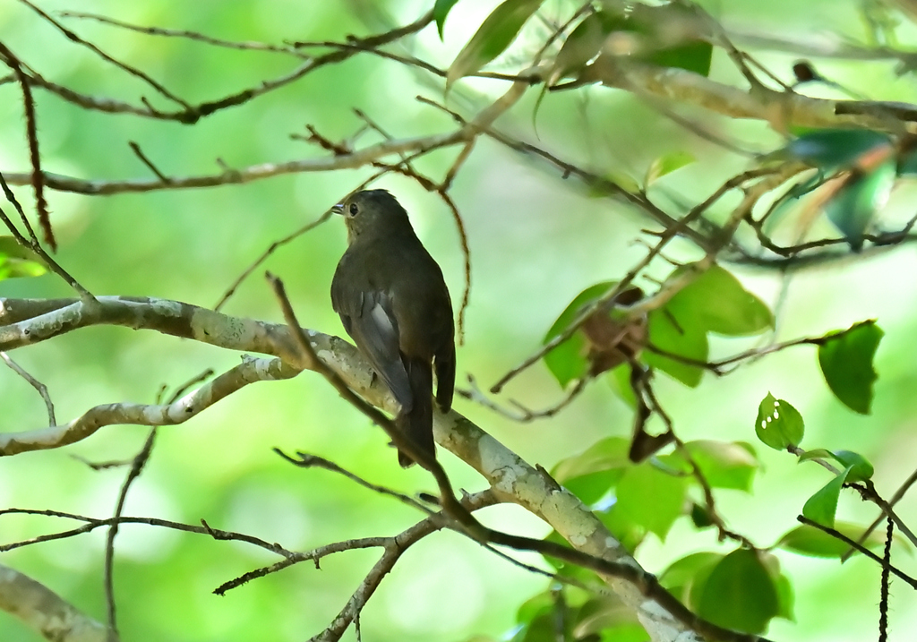 ルリコ？ キビコ？