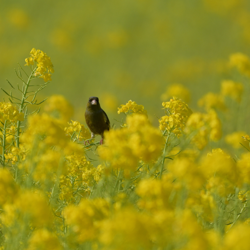 菜の花シリーズ