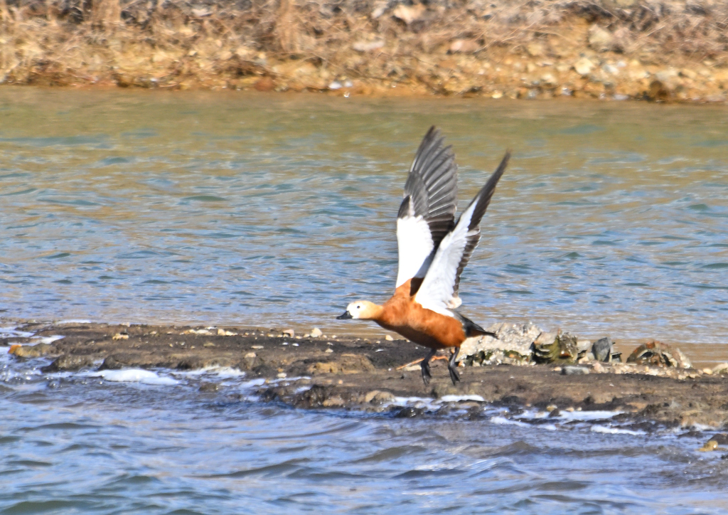 アカツクシガモ