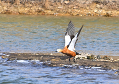 アカツクシガモ