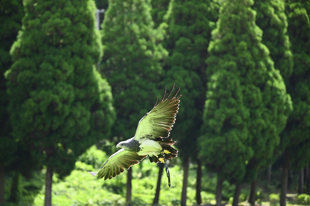 ブルーイーグル