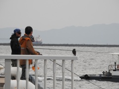 神戸港の釣り人と磯ひよどり