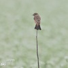 ソバノビ