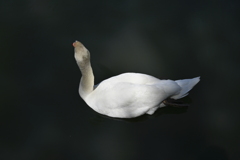 親白鳥