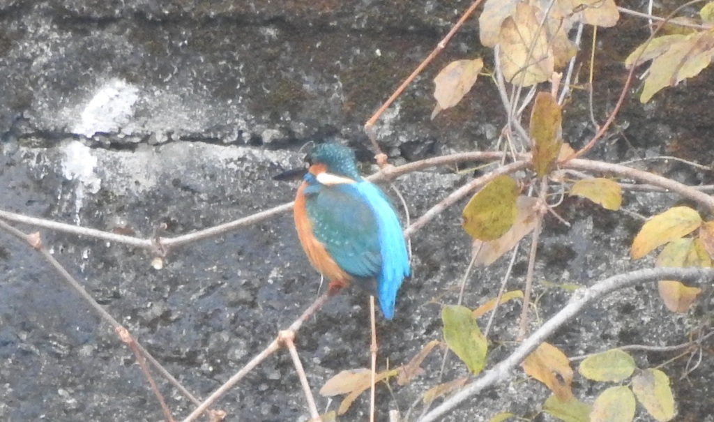 青いサンタクロース