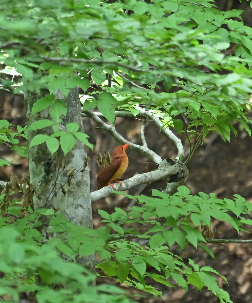 アカショウビン