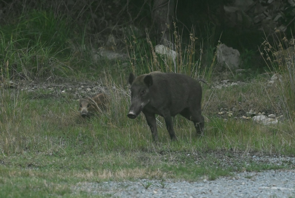 イノシシ親子