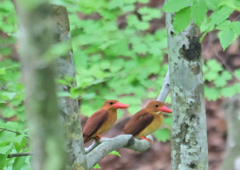 アカショウビン