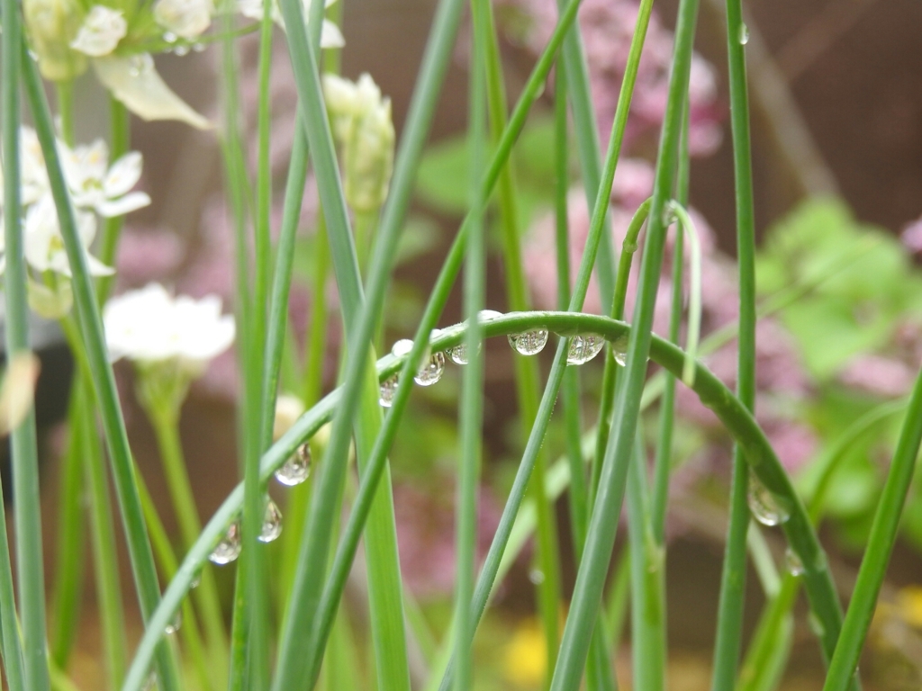 雨上がりの雫　Stay home stay with me