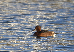 メジロガモ　雌