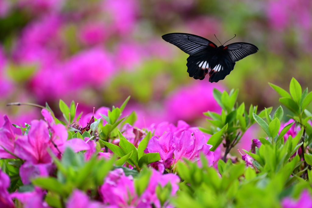 ナガサキアゲハ