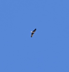 ワシでしょうか〜