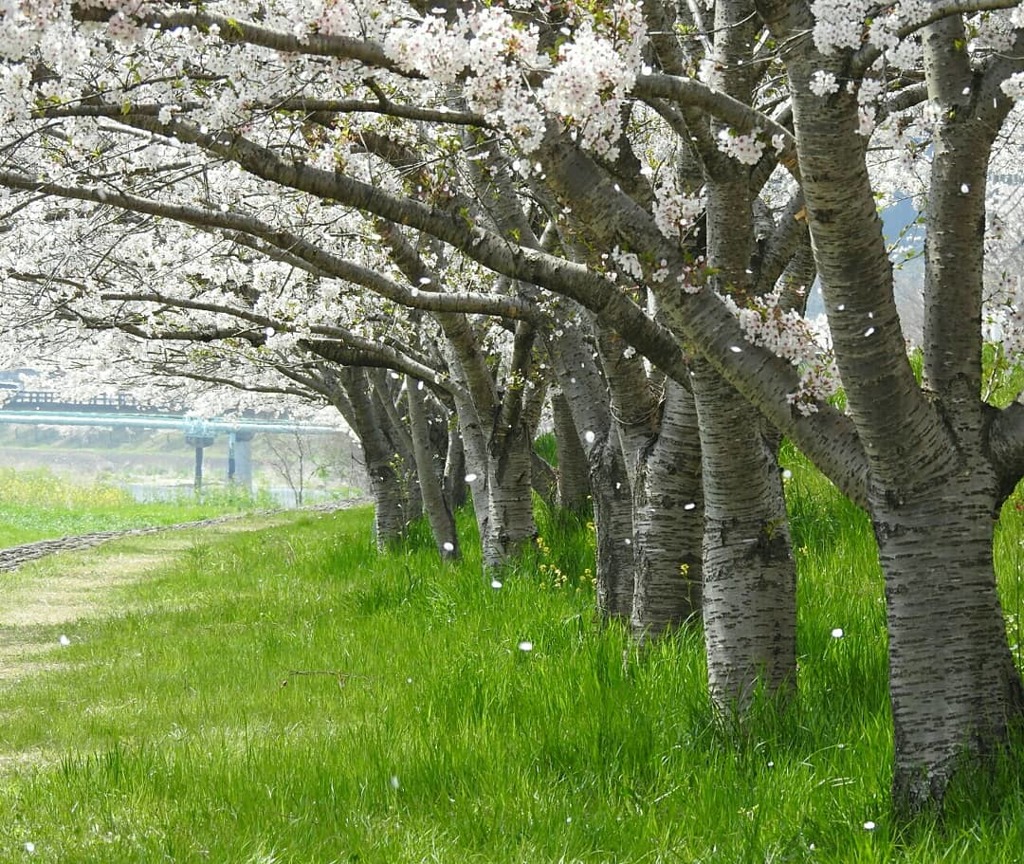 夢前川　