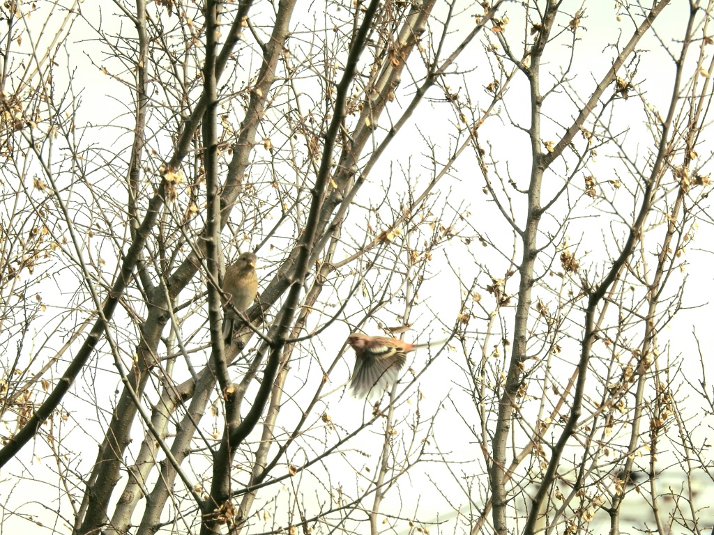 紅ましこ ペア