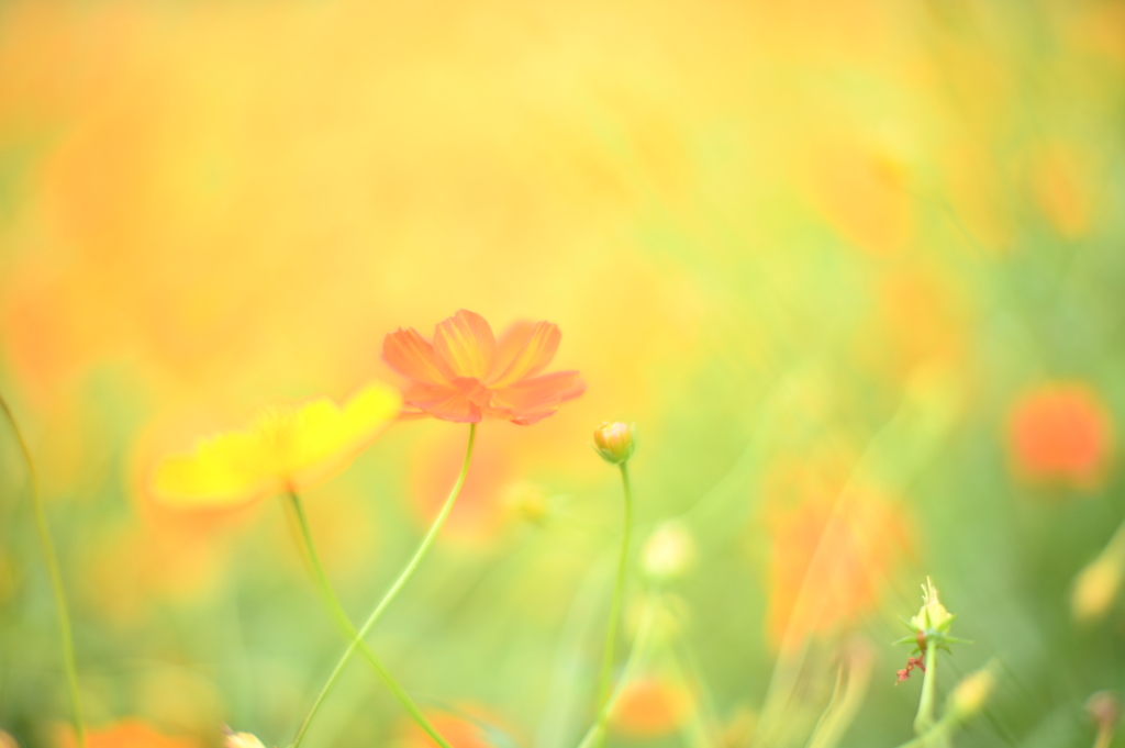 キバナコスモス