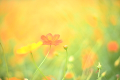 キバナコスモス