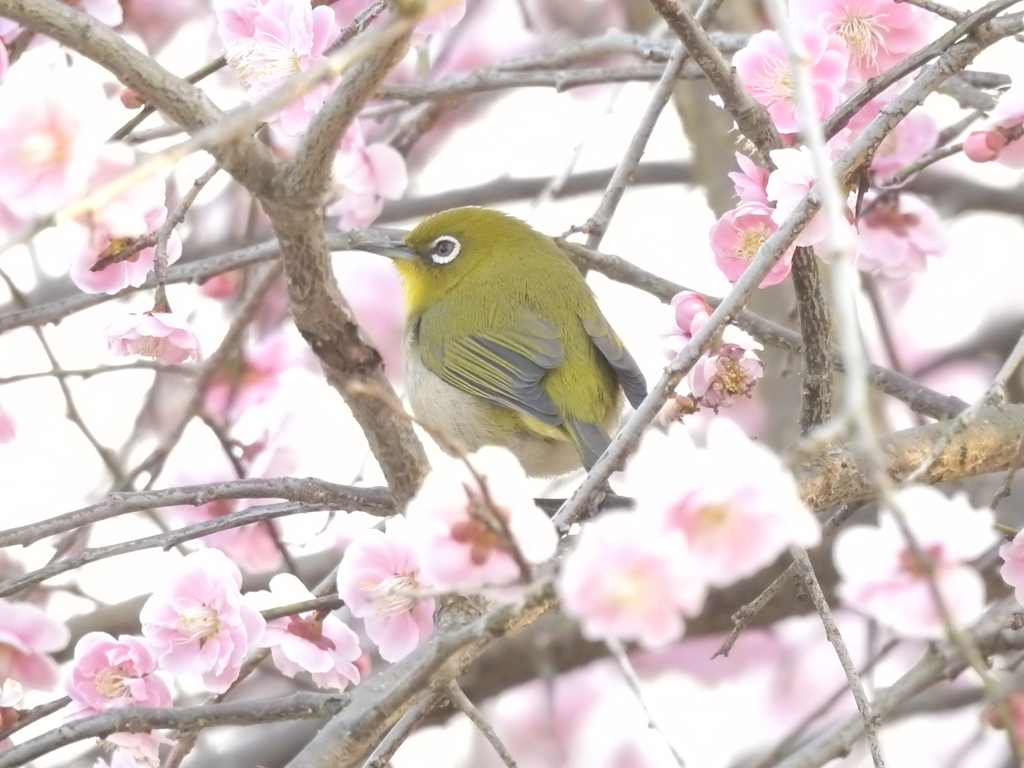 花に囲まれたメジロ