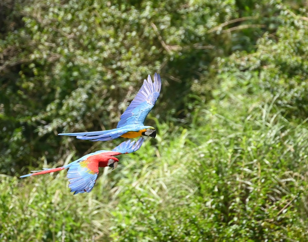 ルリコンゴウインコ