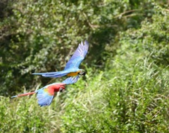 ルリコンゴウインコ