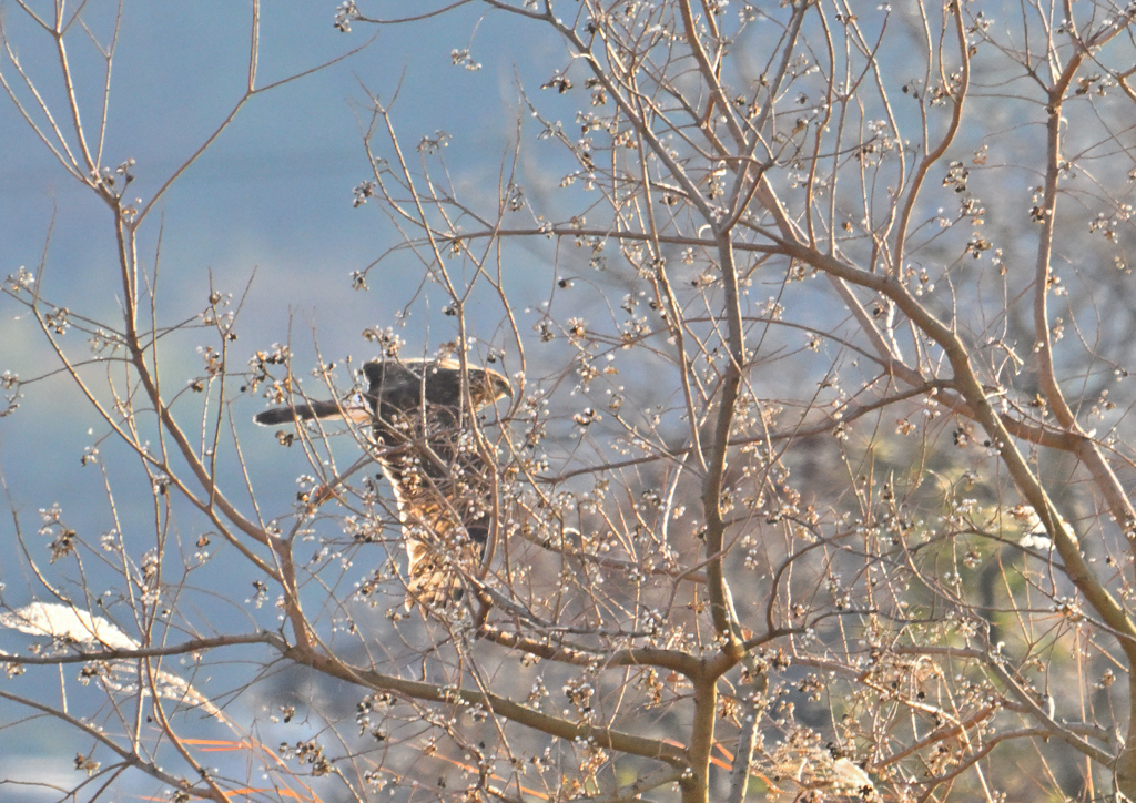 ハイイロチュウヒ♀