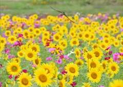 ツバメ