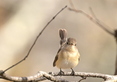 ニシオジロビタキ