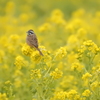 私  ホオジロ菜の～