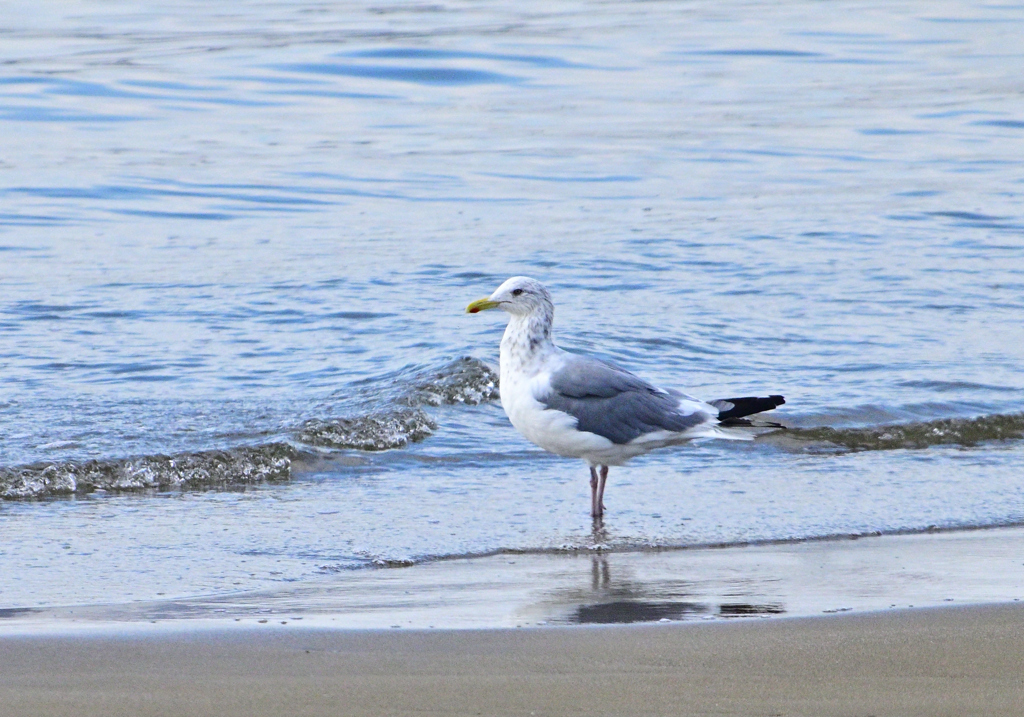 DSC_0682セグロカモメ