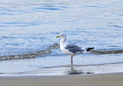 DSC_0682セグロカモメ