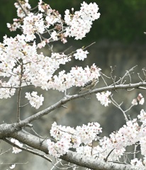 桜ゲラ