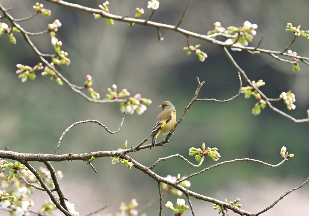 カワラヒワと桜