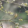 カワラヒワと桜