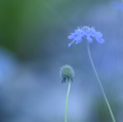 青い花