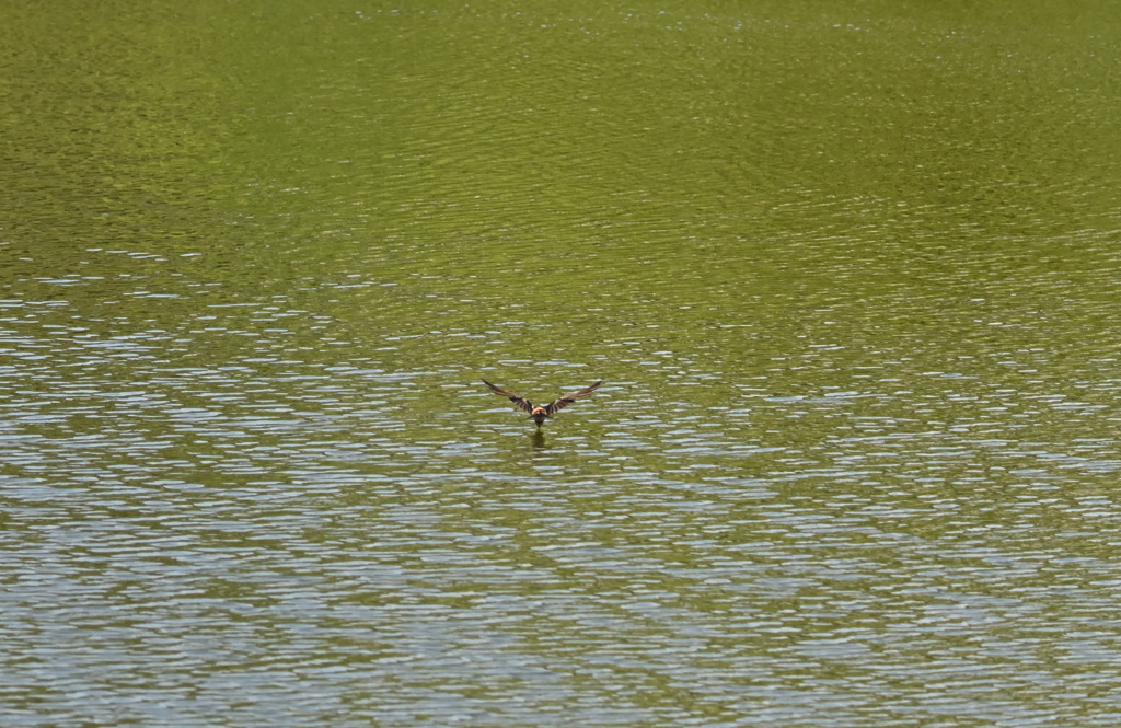 コシアカツバメ