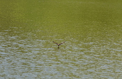 コシアカツバメ