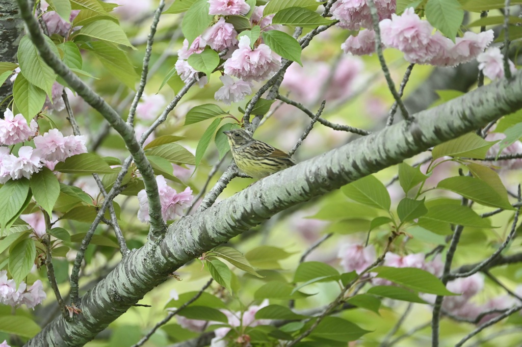 八重桜とアオジさん