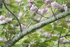 八重桜とアオジさん