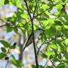サンショウクイ