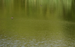 コシアカツバメ