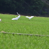 アマサギ