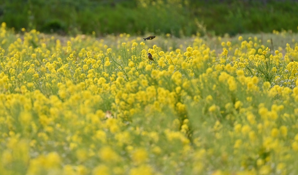 カワラヒワ と菜の花