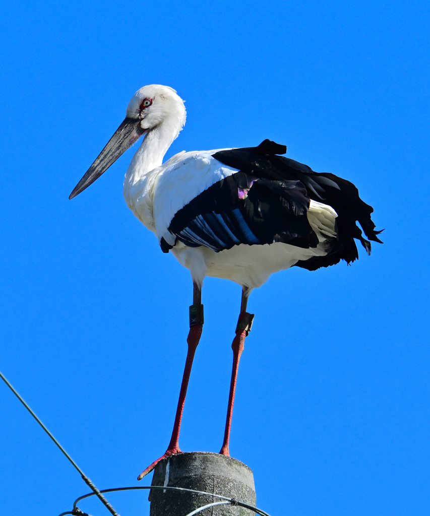 コウノトリ