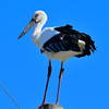 コウノトリ